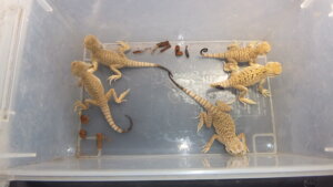 オオクチガマトカゲ | オーナーズフィッシュ