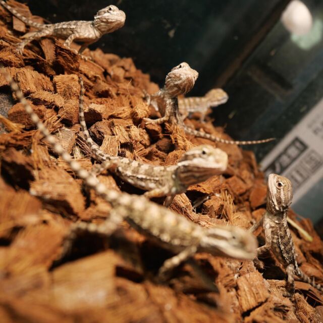 爬虫類ケージ 送料込み 80×40×40 フトアゴ イグアナ リクガメ ヤモリ 