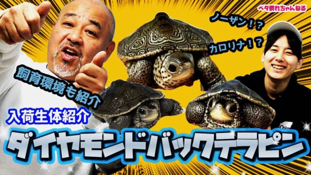 インドシナオオスッポン | オーナーズフィッシュ インドシナオオスッポン | オーナーズフィッシュ