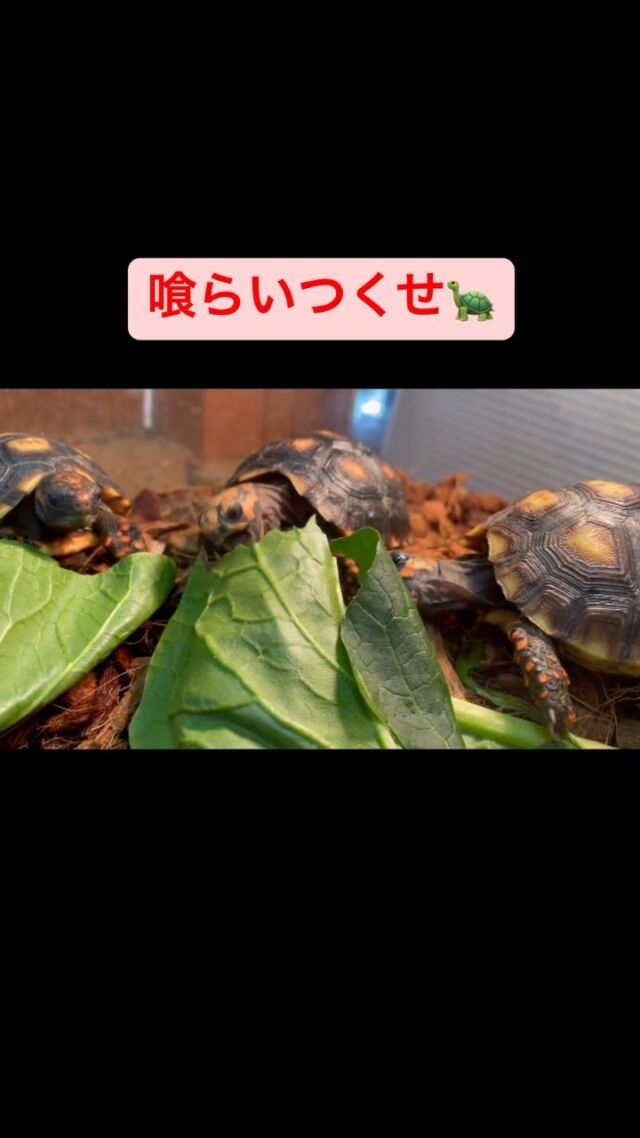 エロンガータリクガメ | オーナーズフィッシュ エロンガータリクガメ | オーナーズフィッシュ