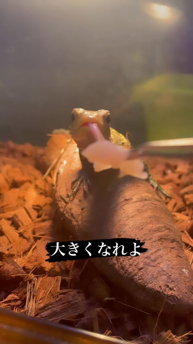 ハナハナ Amazon | グッズマン HanaHana ハナハナ ピンク 1 個 | goodsman