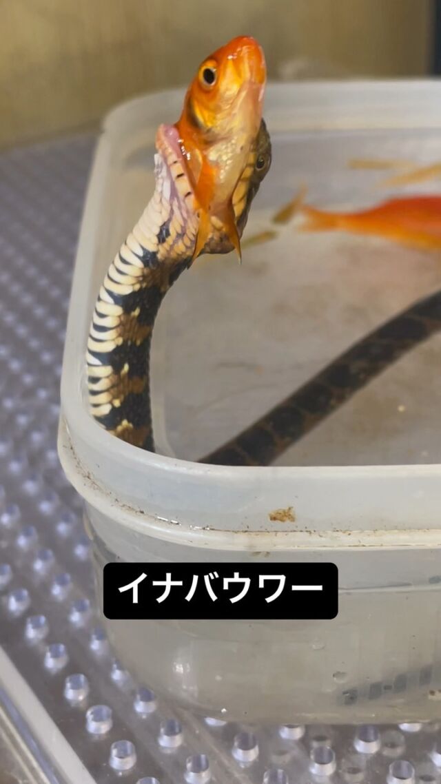 バナナスパイニーテールイグアナ | オーナーズフィッシュ